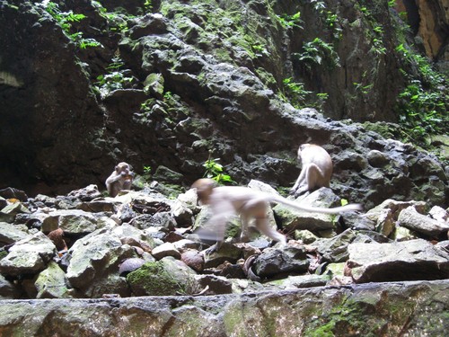 inside_Batu_Caves_with_monkeys