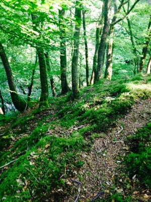 Kendal forest
