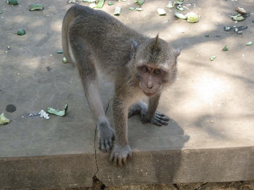 baby_monkey_at_Uluwatu_Temple