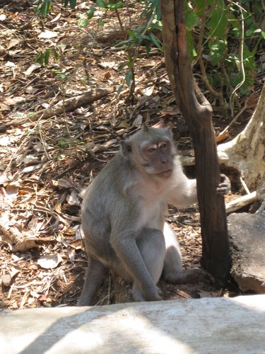 monkey_at_Uluwatu_Temple_