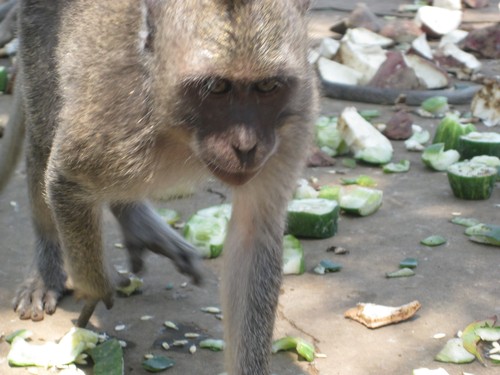 monkey_coming_at_Uluwatu_Temple