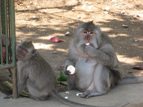monkeys_at_Uluwatu_Temple