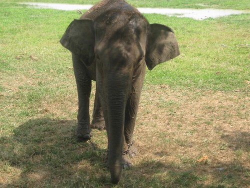 sad_elephant_at_Taman_Nasional_Way_Kambas