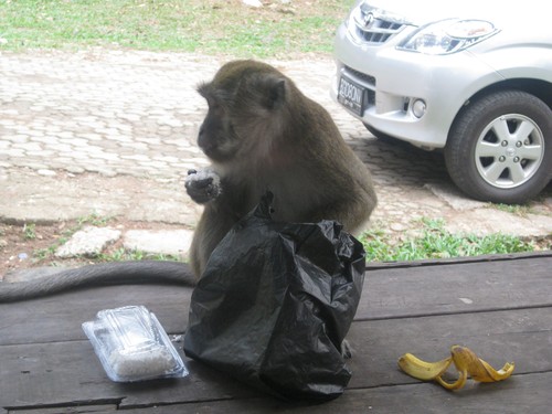 monkey_with_food_in_Palembang