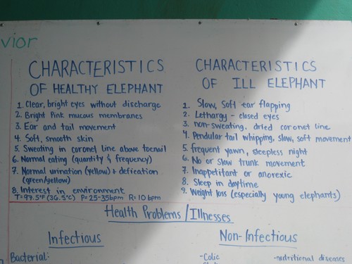 Elephant_Characteristics_at_Elephant_Nature_Park