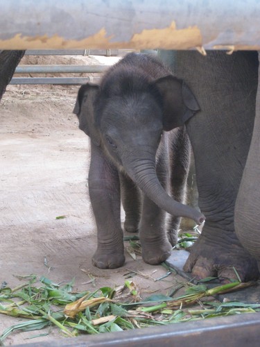 baby_boy_at_Elephant_Nature_Park