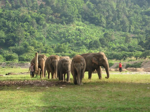 elephant_herd_at_Elephant_Nature_Park