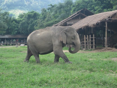 strolling_elephant_at_Elephant_Nature_Park
