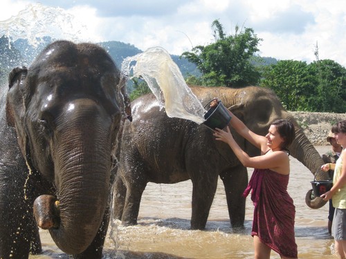 washing_elephants_at_Elephant_Nature_Park