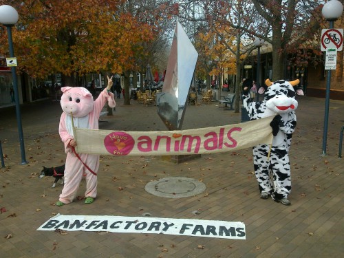 Cow_and_pig_in_Bowral