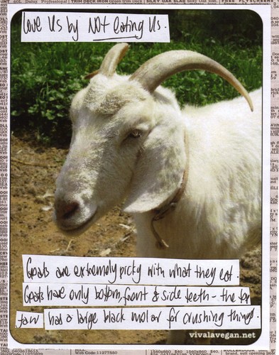 Goat_2